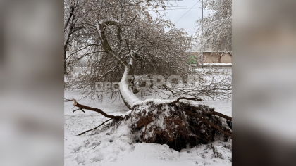 "Лесоповал по-чепецки": после апрельского снегопада горожане делятся снимками вырванных с корнями деревьев